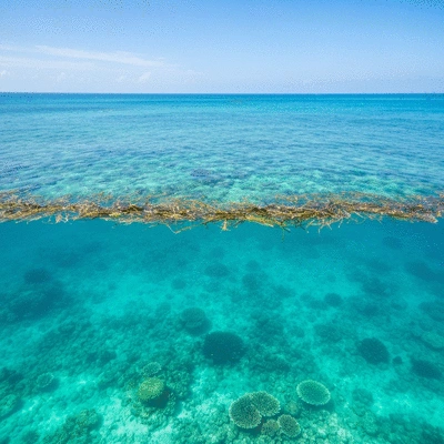 Clear turquoise ocean water with a floating weed line in the Great Barrier Reef