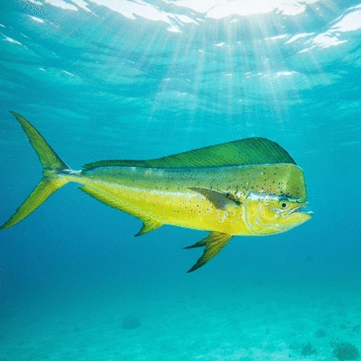 Close-up of a vibrant mahi-mahi fish underwater