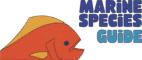 Marine Species Guide