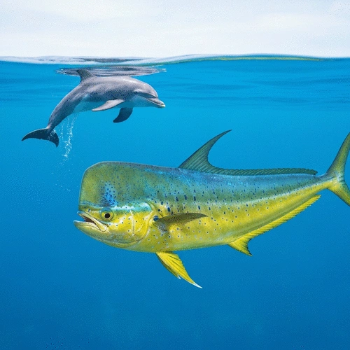Dolphin Fish vs Dolphins: Why Mahi-Mahi Isn't a Mammal (Taxonomy Explained)
