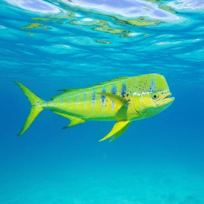 A vibrant Mahi-Mahi fish swimming in clear tropical water